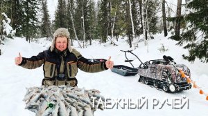 ЗА ЧЕБАКОМ НА ТАЁЖНЫЙ РУЧЕЙ #чебак #мохтик #елец #таёжныйручей