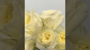 Роза Патиенс. Роза Дэвида Остина