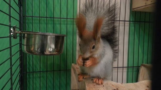 Белочка смотреть онлайн