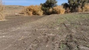 Зелень под зиму 2021. Сею лук батун, укроп и петрушку. Бизнес на зелени