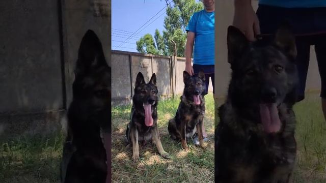German shepherd dog. Немецкая овчарка зонарного окраса. #dog #dogs #germanshepherd #немецкаяовчарка