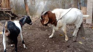 Boer goat / kawin kacang