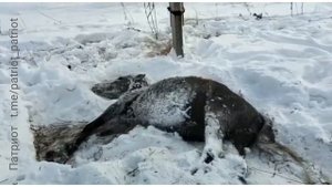 Табун лошадей утонул в озере. Второй табун лошадей сбит поездом