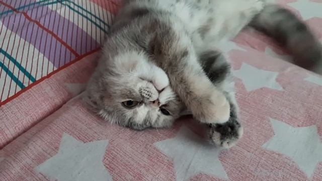 Наша экзотка Мия уже большуха?? Экзотическая короткошерстная кошка.