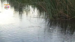 РЫБАЛКА БЕЗ СНАСТЕЙ Удочки не нужны! Наживка и насадка на хищную рыбу Клюёт всегда! Кто это?