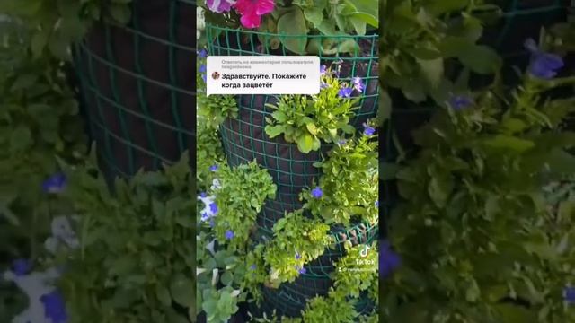 #клумбасвоимируками #вертикальнаяклумба #клумба Цветущая вертикальная клумба
