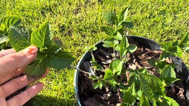 Гортензія крупнолиста. Огляд моїх сортів гортензій. смотреть онлайн