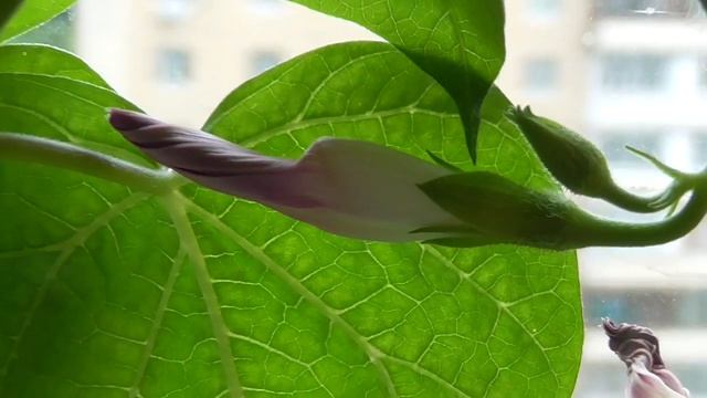 Цветёт вьюнок ипомея у окна в доме смотреть онлайн