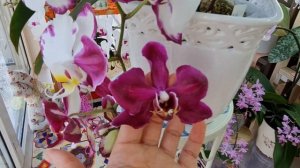 Обзор цветущего Dtps.Black Lightning Flash. Домашнее цветение орхидеи Вспышка чёрной молнии.