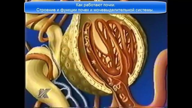 Строение почек