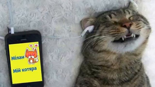 Мілан – "Мій котяра" смотреть онлайн