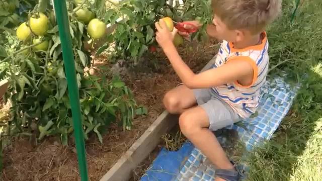 Помидоры в августе. Как сохранить урожай.mp4 смотреть онлайн