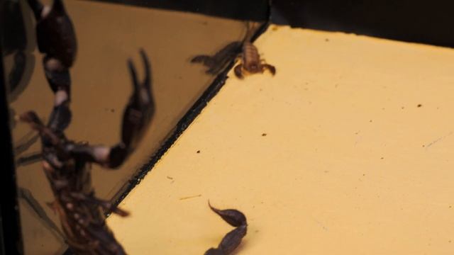 BIG SCORPION And LITTLE SCORPION MEETING