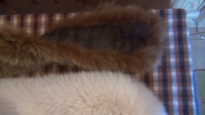 ПРОТРЯПКИ. КАК Я ШЬЮ МЕХОВЫЕ ВОРОТНИКИ И ГОРЖЕТКИ (Ermakova-kaif)