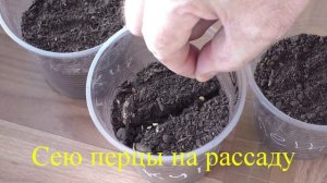 Почему я не обрабатываю семена перед посевом