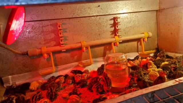 наконец то я знаю сколько их))будут ли есть кашу свиноматки? смотреть онлайн