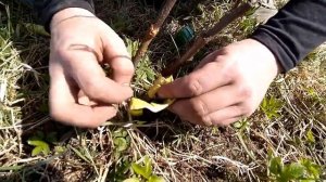 Прививочный секатор  Первые успехи и новый эксперимент