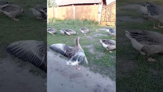 радости полные штаны  