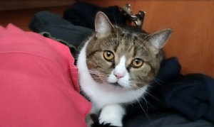 Британский кот