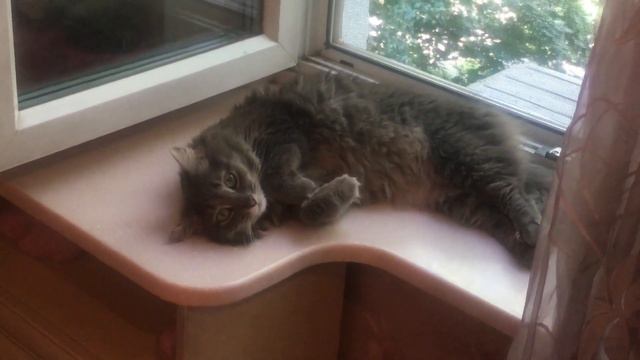 Кошки в шубке тяжело жару переносят смотреть онлайн