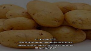 Отличный сорт для средней полосы России картофель Гала
