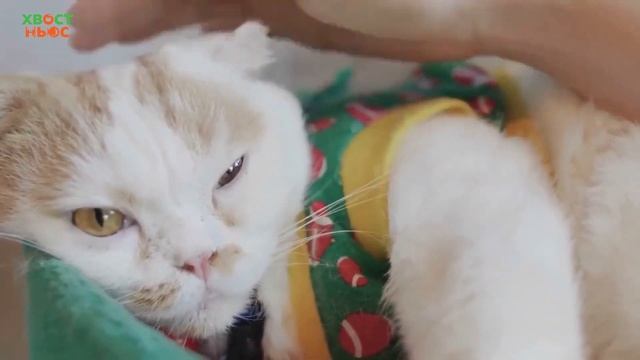 Шотландская вислоухая кошка. Все о породе, характер