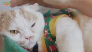 Шотландская вислоухая кошка. Все о породе, характер
