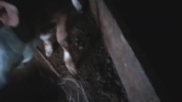 ЖЕМЧУЖИНА ОТВЯЗАЛАСЬ ПОКА Я БЫЛ В ШКОЛЕ смотреть онлайн