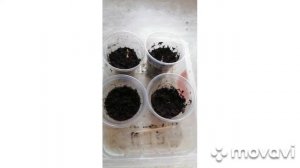 Цикломен из семян