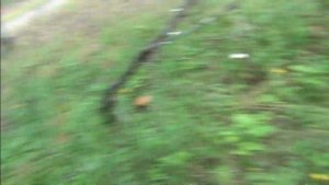 12 серия Тайга Очень много грибов Подосиновиков ягода Черника Изба река Лендаха