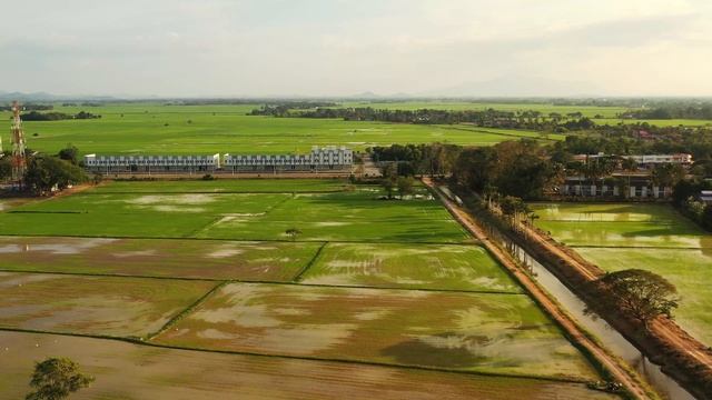 Langgar Alor Setar Kedah Malaysia 4K footagenaturetraveltourismmalaysiaalorsetar agriculture
