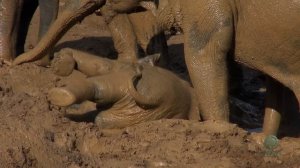 Baby elephant mud bath (Crazy mud fun) - ElephantNews