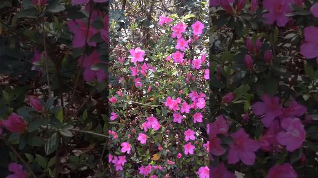 Wave Pink Petunia Flowers смотреть онлайн