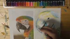Рисунок попугая цветными карандашами