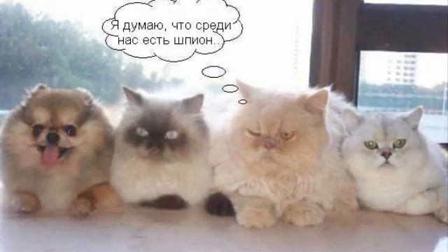 Игры для девочек животные приколы смотреть онлайн