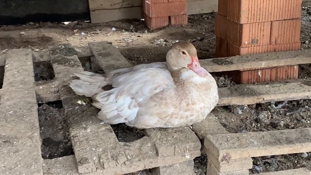 Кормим курочек, утята растут, новорожденный утёнок, убираем урожай смотреть онлайн