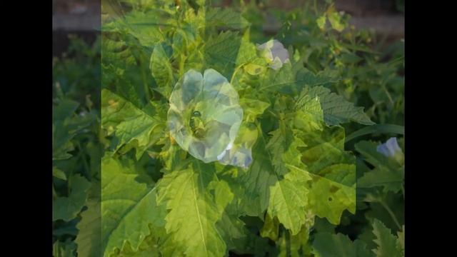 НИКАНДРА (NICANDRA) сем. Пасленовые смотреть онлайн