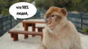 Прикольное видео с обезьяной "Социологи выяснили"
