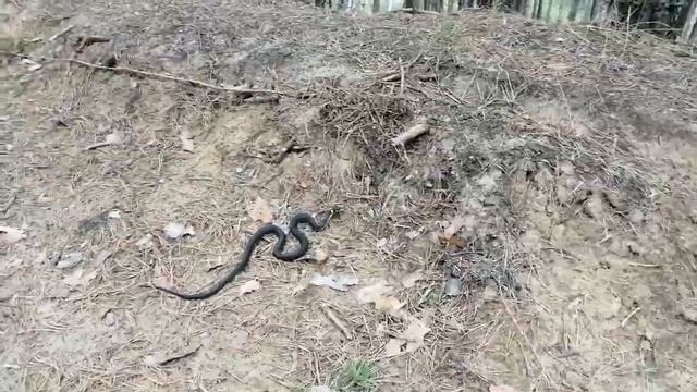 Встретил ужа,змеинная стойка!!! Шипит как гадюка!! смотреть онлайн