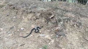 Встретил ужа,змеинная стойка!!! Шипит как гадюка!!