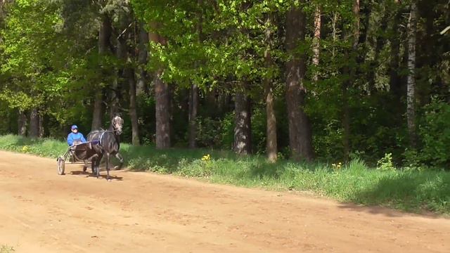 Форс (Жаркий - Фрея) 2015 г.р. смотреть онлайн