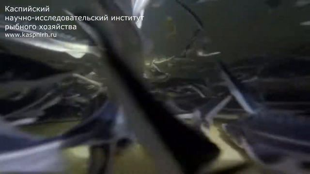 Стерлядь