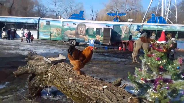 Зоопарк Сафари 04 01 2017 смотреть онлайн