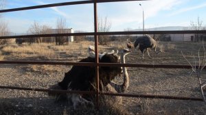 Страусиная любовь !