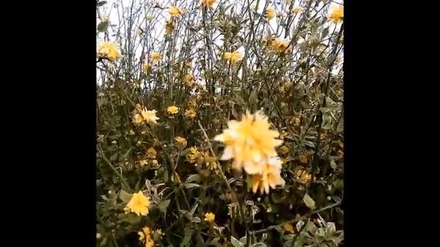 Kerria Japonica Pleniflora смотреть онлайн