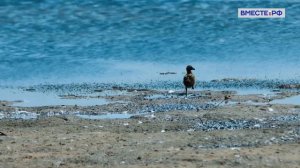 Контрасты природы в заповеднике "Черные земли". Заповедники РФ