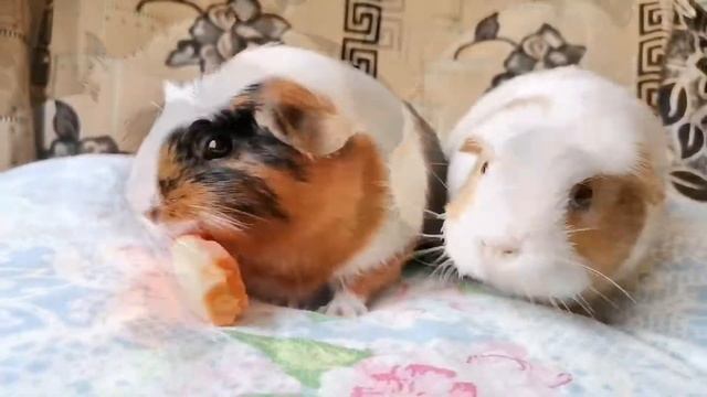 МОРСКИЕ СВИНКИ ДЕРУТСЯ ЗА МОРКОВКУ! СМЕШНЫЕ МОРСКИЕ СВИНКИ ☺️ смотреть онлайн