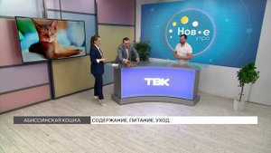 Абиссинская кошка: особенности породы
