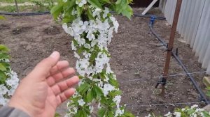 Черешня Мачете, формировка UFO на второй год после посадки.