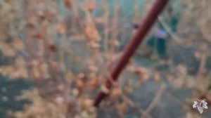 -10 Градусов ночью! Что будет с лозой винограда?